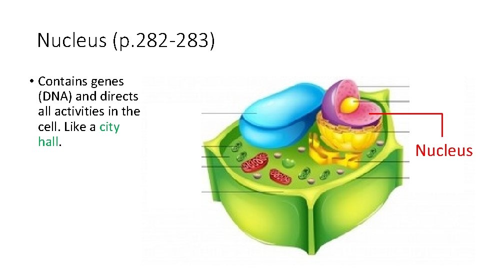 Nucleus (p. 282 -283) • Contains genes (DNA) and directs all activities in the
