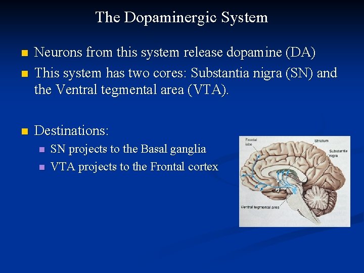 The Dopaminergic System n Neurons from this system release dopamine (DA) This system has