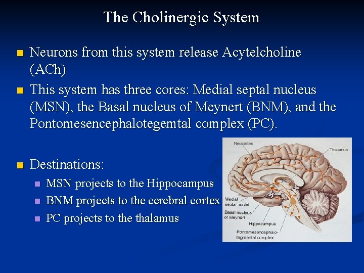 The Cholinergic System n Neurons from this system release Acytelcholine (ACh) This system has