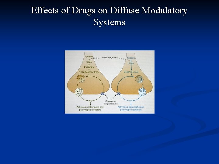 Effects of Drugs on Diffuse Modulatory Systems 