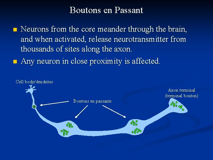 Boutons en Passant n n Neurons from the core meander through the brain, and