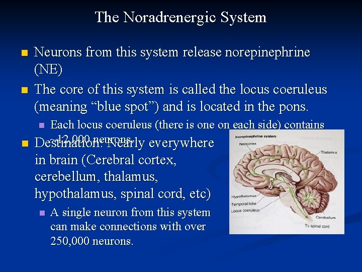 The Noradrenergic System n n Neurons from this system release norepinephrine (NE) The core