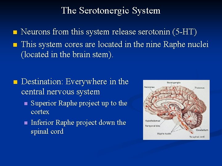 The Serotonergic System n n n Neurons from this system release serotonin (5 -HT)