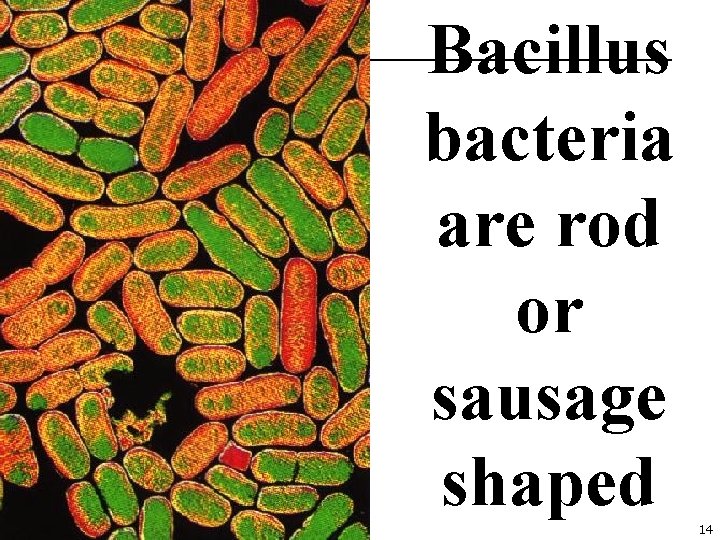 Bacillus bacteria are rod or sausage shaped 14 