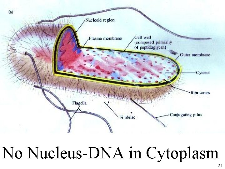 No Nucleus-DNA in Cytoplasm 31 