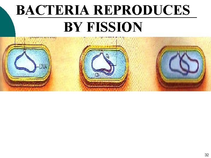 BACTERIA REPRODUCES BY FISSION First the chromosomal DNA makes a copy The DNA replicates