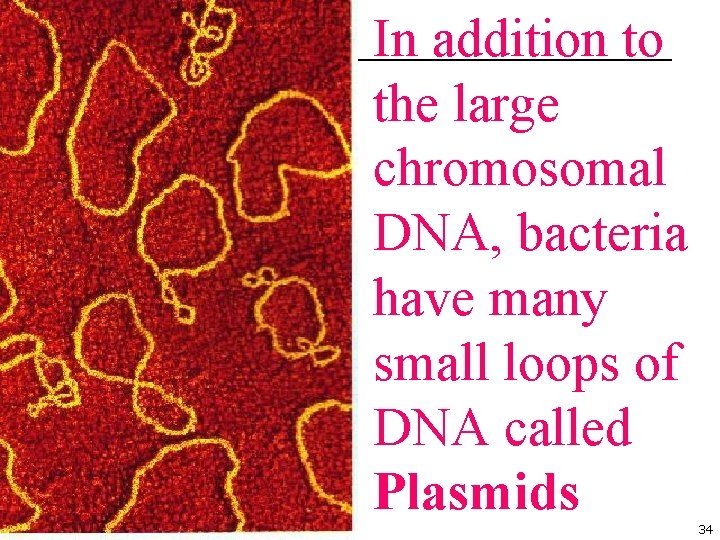 In addition to the large chromosomal DNA, bacteria have many small loops of DNA