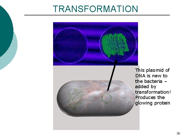 TRANSFORMATION This plasmid of DNA is new to the bacteria – added by transformation!