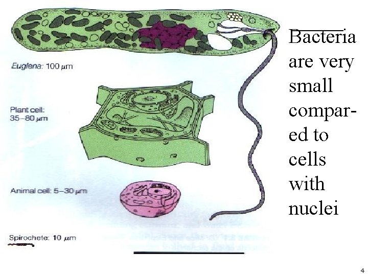 Bacteria are very small compared to cells with nuclei 4 