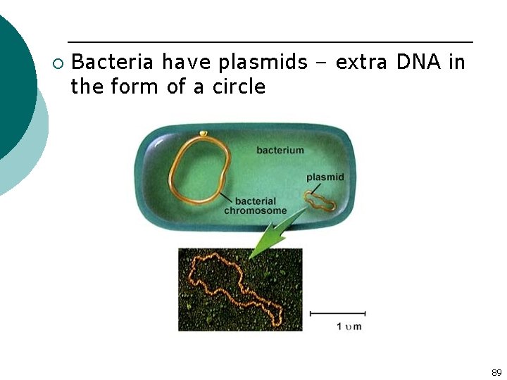 ¡ Bacteria have plasmids – extra DNA in the form of a circle 89