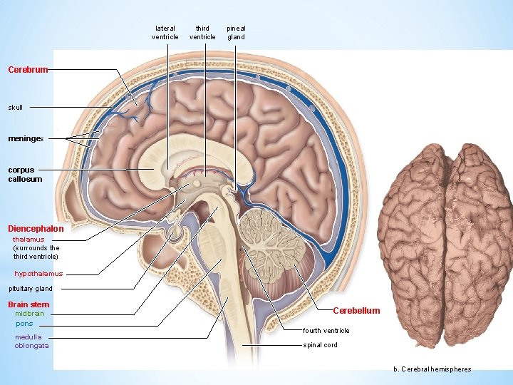 lateral ventricle third ventricle pineal gland Cerebrum skull meninges corpus callosum Diencephalon thalamus (surrounds