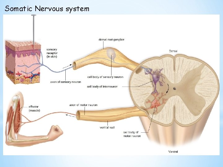 Somatic Nervous system 