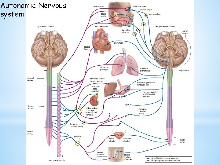 Autonomic Nervous system 