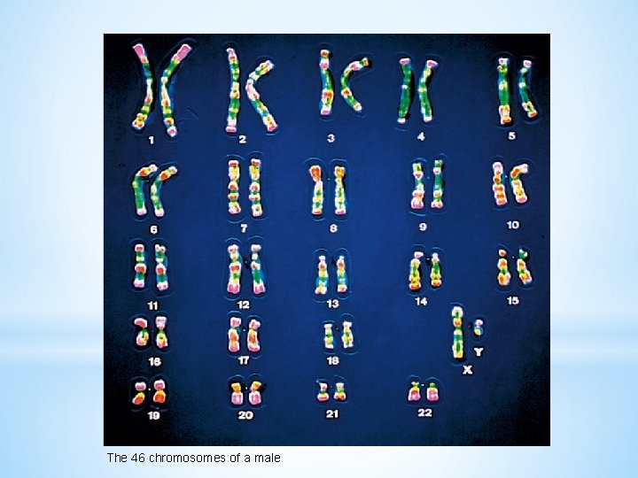 The 46 chromosomes of a male 