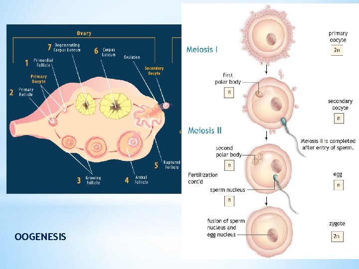 OOGENESIS 