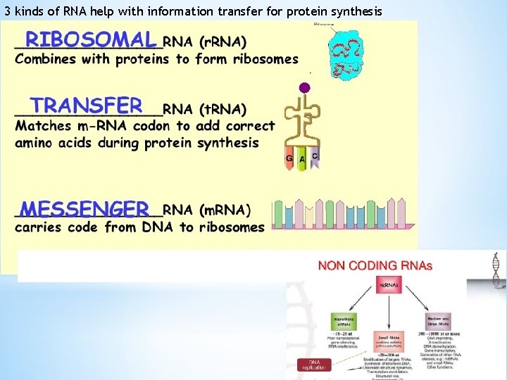 3 kinds of RNA help with information transfer for protein synthesis 