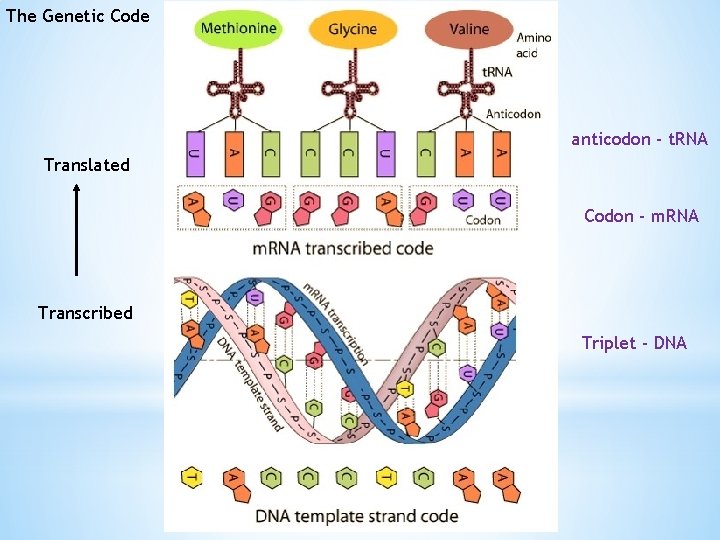 The Genetic Code anticodon - t. RNA Translated Codon - m. RNA Transcribed Triplet