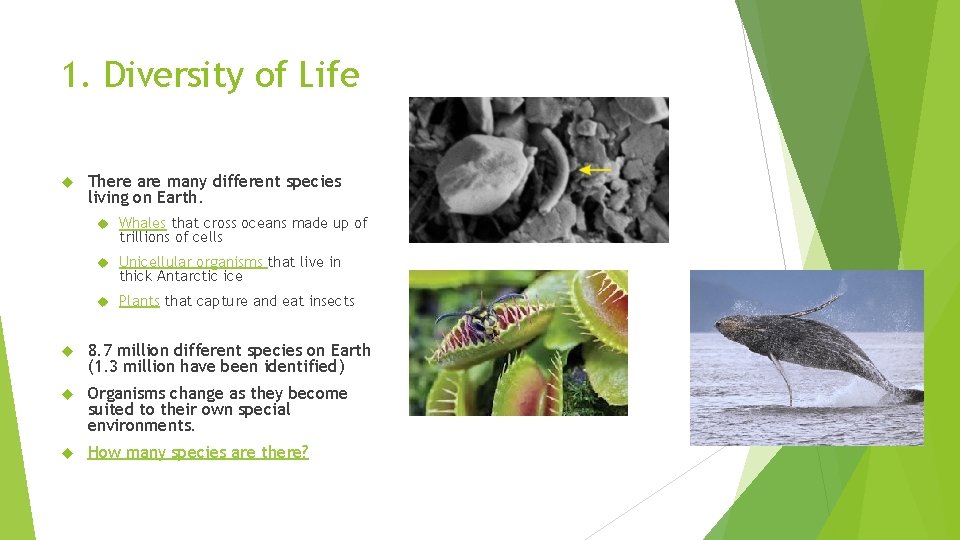 1. Diversity of Life There are many different species living on Earth. Whales that