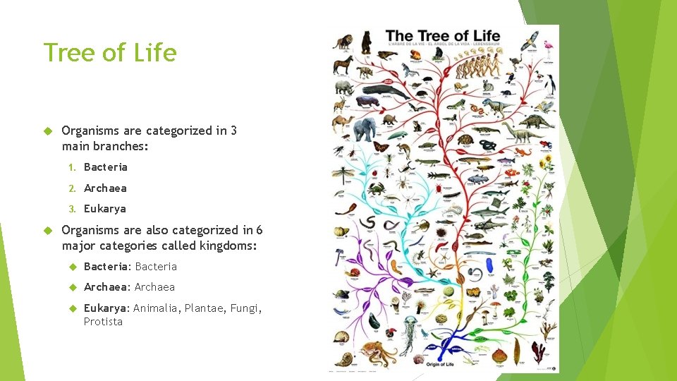 Tree of Life Organisms are categorized in 3 main branches: 1. Bacteria 2. Archaea
