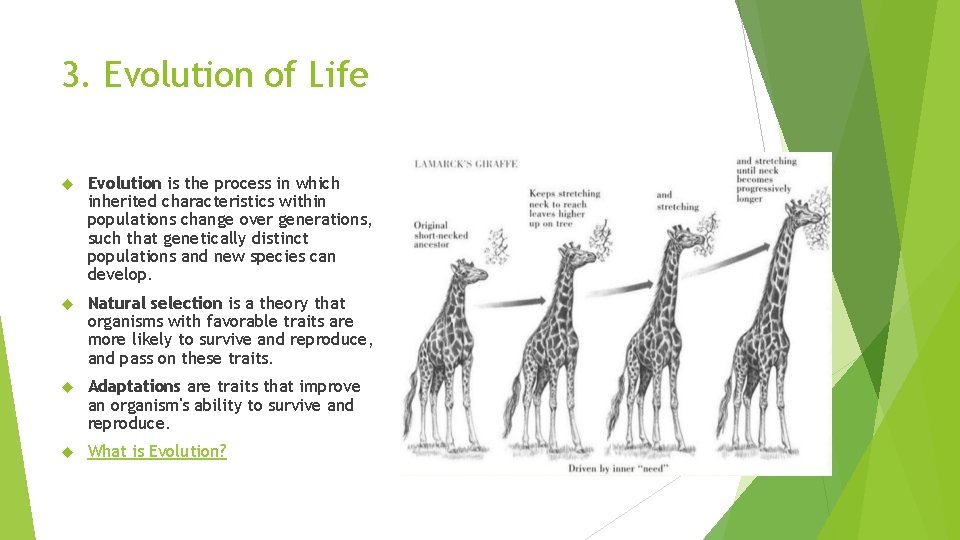 3. Evolution of Life Evolution is the process in which inherited characteristics within populations