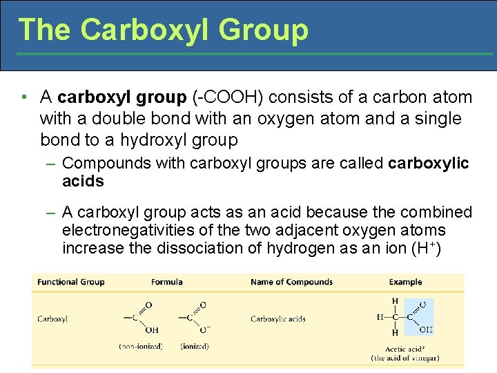 The Carboxyl Group • A carboxyl group (-COOH) consists of a carbon atom with