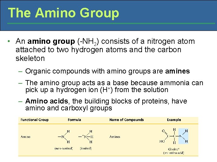 The Amino Group • An amino group (-NH 2) consists of a nitrogen atom