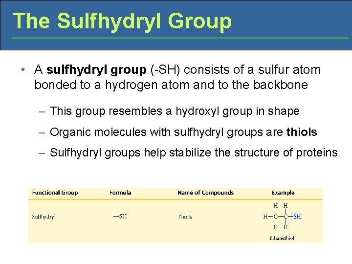 The Sulfhydryl Group • A sulfhydryl group (-SH) consists of a sulfur atom bonded