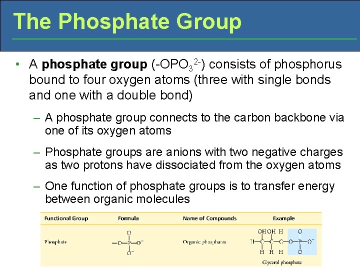 The Phosphate Group • A phosphate group (-OPO 32 -) consists of phosphorus bound