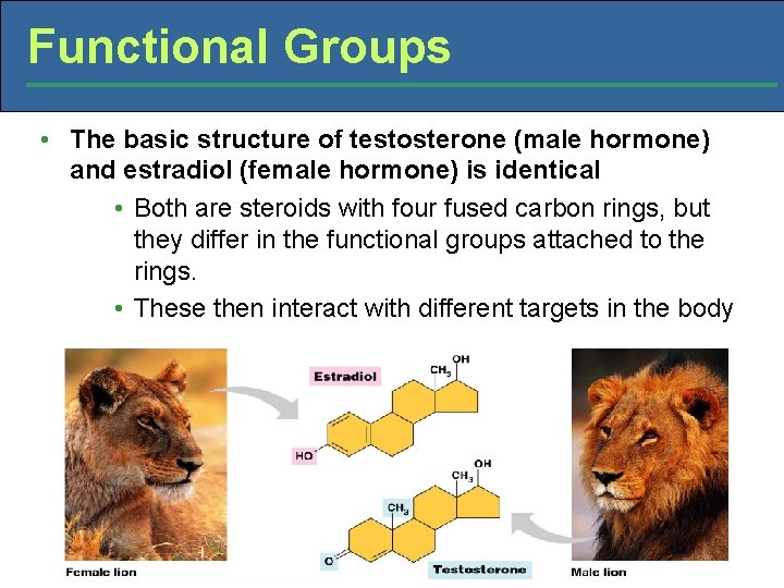 Functional Groups • The basic structure of testosterone (male hormone) and estradiol (female hormone)
