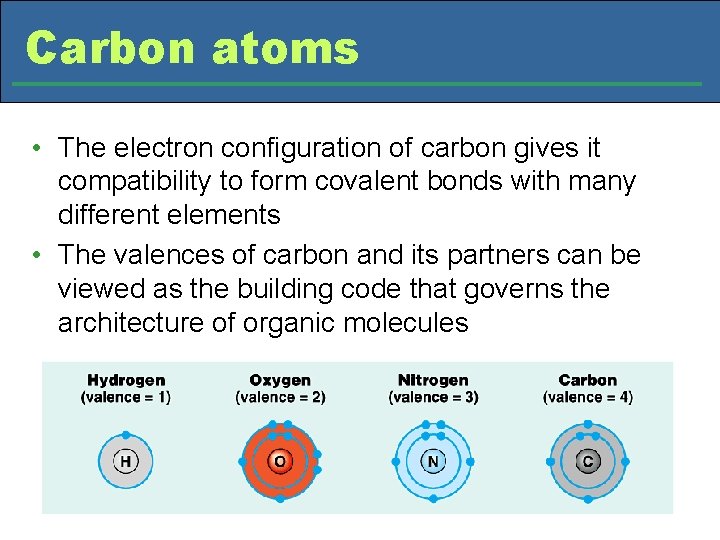 Carbon atoms • The electron configuration of carbon gives it compatibility to form covalent