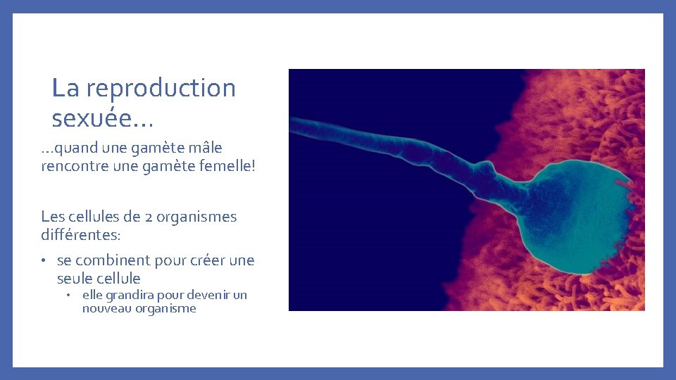 La reproduction sexuée… …quand une gamète mâle rencontre une gamète femelle! Les cellules de