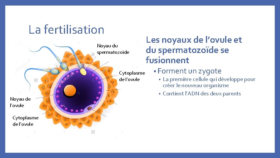 La fertilisation Noyau du spermatozoïde Cytoplasme de l’ovule Noyau de l’ovule Cytoplasme de l’ovule