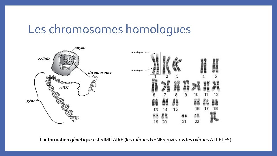 Les chromosomes homologues L’information génétique est SIMILAIRE (les mêmes GÈNES mais pas les mêmes