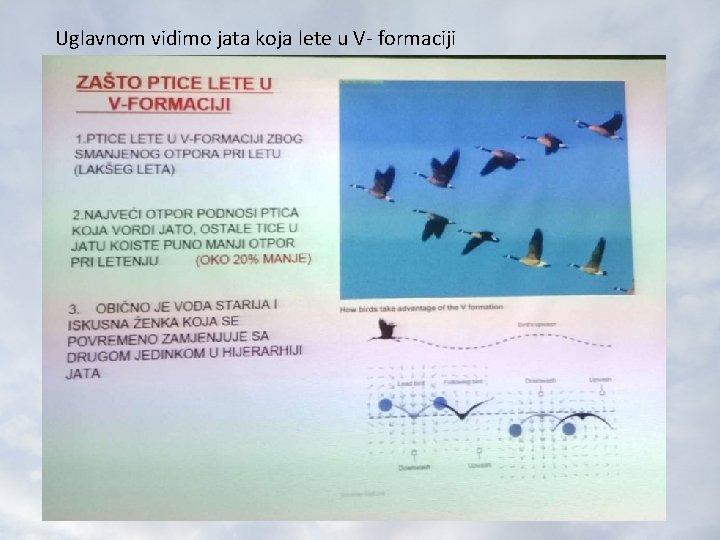 Uglavnom vidimo jata koja lete u V- formaciji 