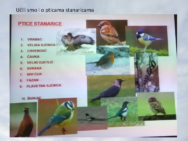 Učili smo i o pticama stanaricama 