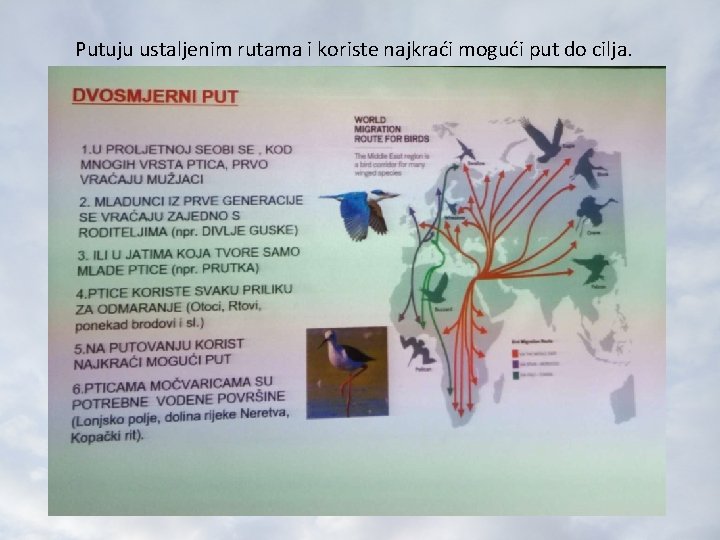 Putuju ustaljenim rutama i koriste najkraći mogući put do cilja. 