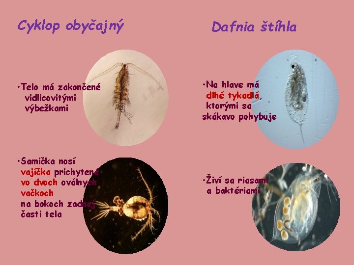 Cyklop obyčajný Dafnia štíhla • Telo má zakončené vidlicovitými výbežkami • Na hlave má