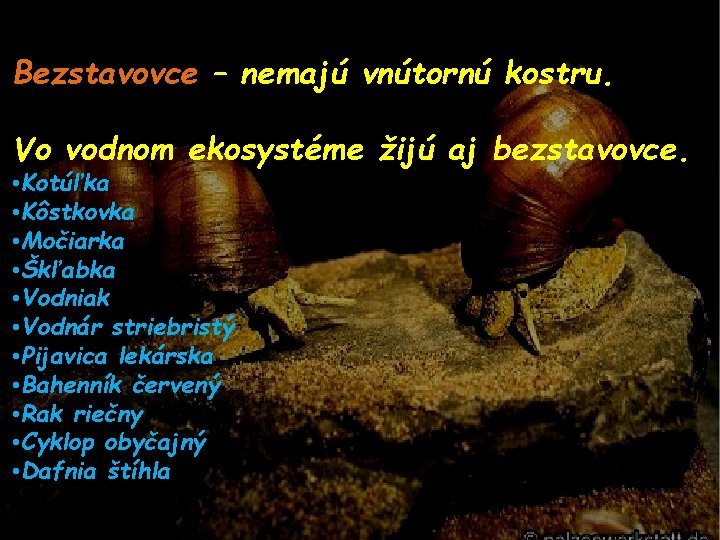 Bezstavovce – nemajú vnútornú kostru. Vo vodnom ekosystéme žijú aj bezstavovce. • Kotúľka •