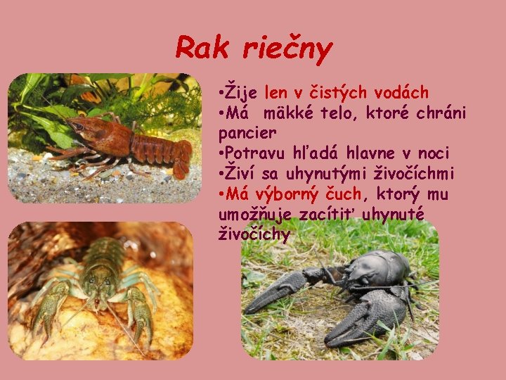 Rak riečny • Žije len v čistých vodách • Má mäkké telo, ktoré chráni