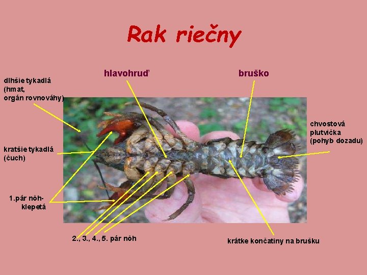 Rak riečny dlhšie tykadlá (hmat, orgán rovnováhy) hlavohruď bruško chvostová plutvička (pohyb dozadu) kratšie