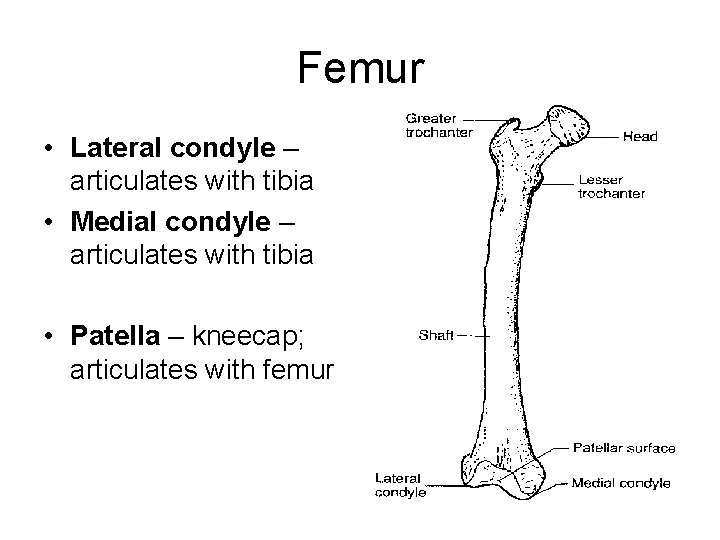 Femur • Lateral condyle – articulates with tibia • Medial condyle – articulates with