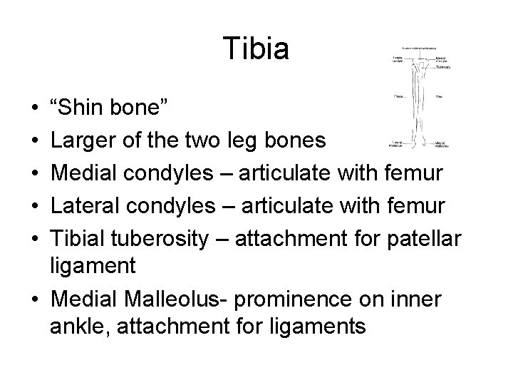 Tibia • • • “Shin bone” Larger of the two leg bones Medial condyles