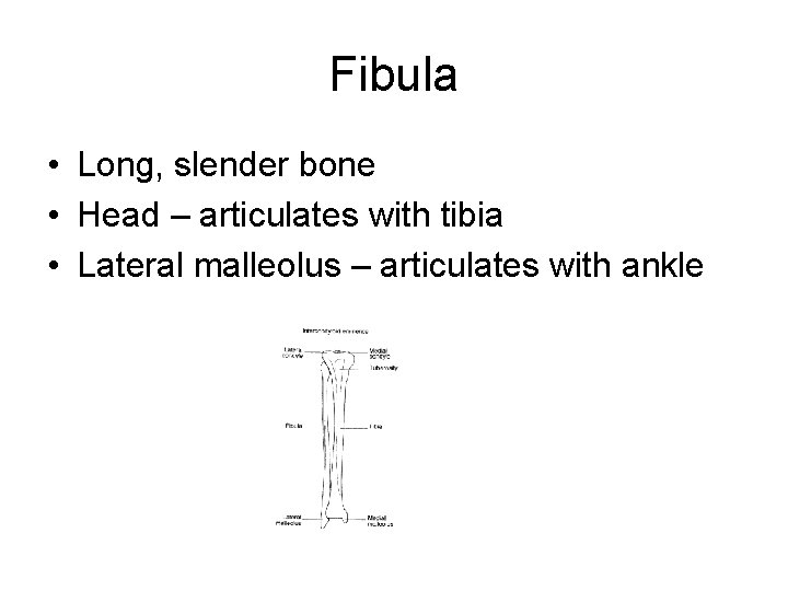 Fibula • Long, slender bone • Head – articulates with tibia • Lateral malleolus