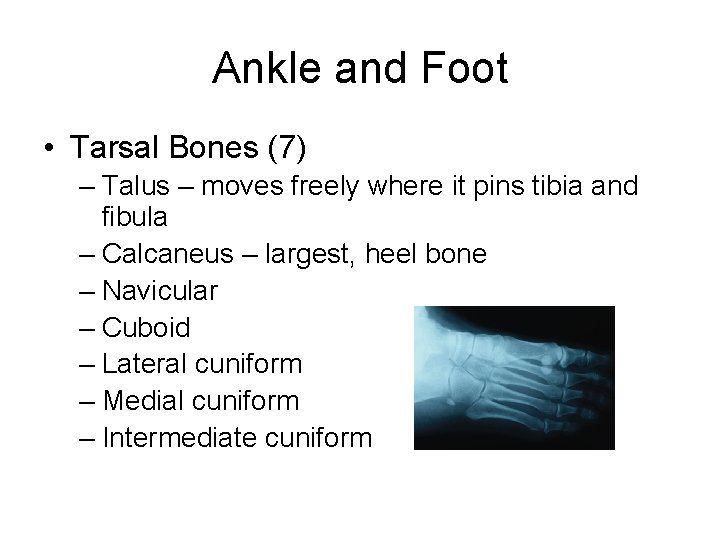 Ankle and Foot • Tarsal Bones (7) – Talus – moves freely where it