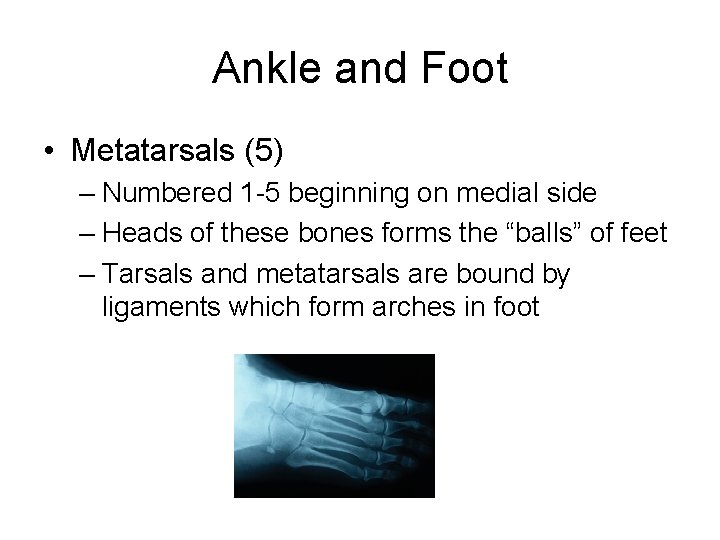 Ankle and Foot • Metatarsals (5) – Numbered 1 -5 beginning on medial side