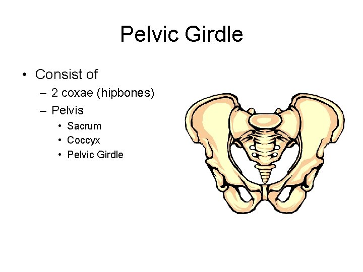 Pelvic Girdle • Consist of – 2 coxae (hipbones) – Pelvis • Sacrum •