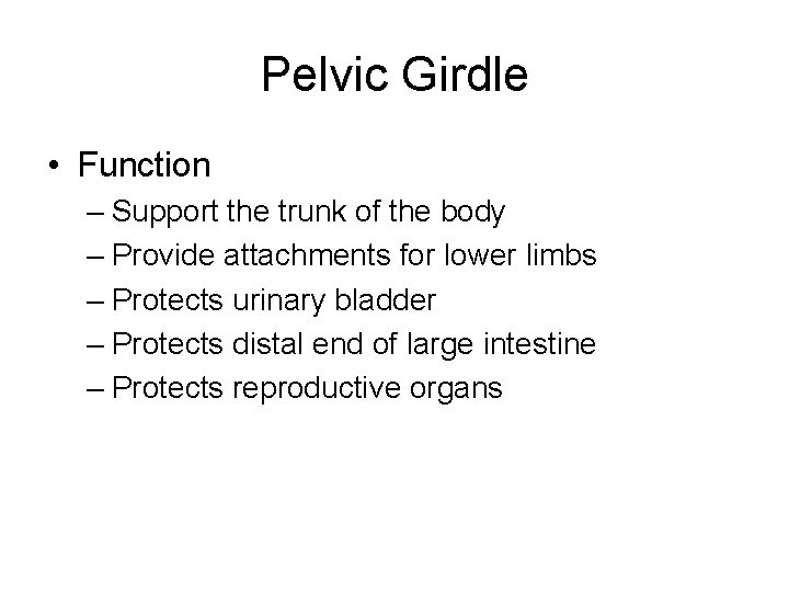 Pelvic Girdle • Function – Support the trunk of the body – Provide attachments