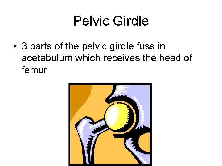 Pelvic Girdle • 3 parts of the pelvic girdle fuss in acetabulum which receives