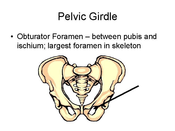 Pelvic Girdle • Obturator Foramen – between pubis and ischium; largest foramen in skeleton