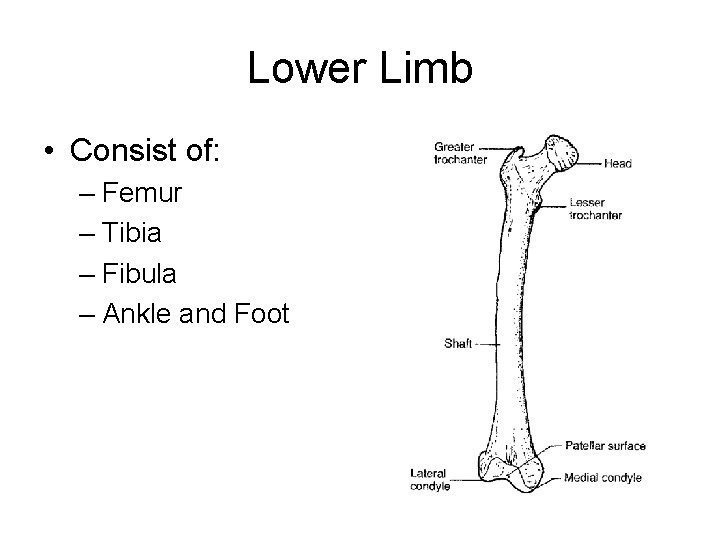 Lower Limb • Consist of: – Femur – Tibia – Fibula – Ankle and